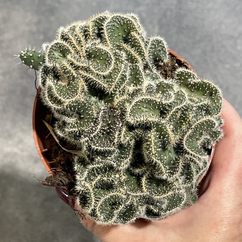 Опунция Туна Кристата d10