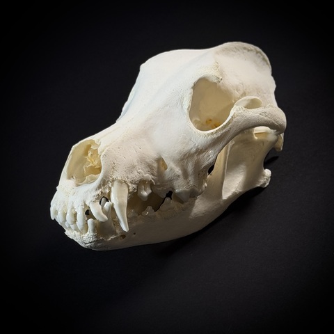 Череп собаки