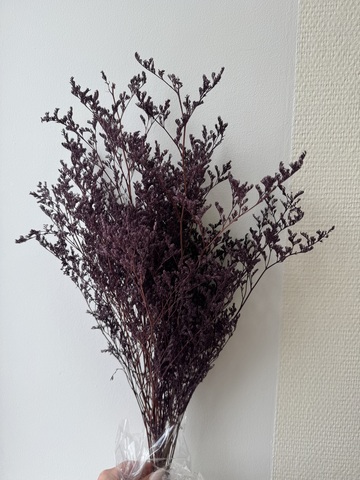 Кермек выбеленный Пыльно-баклажанный