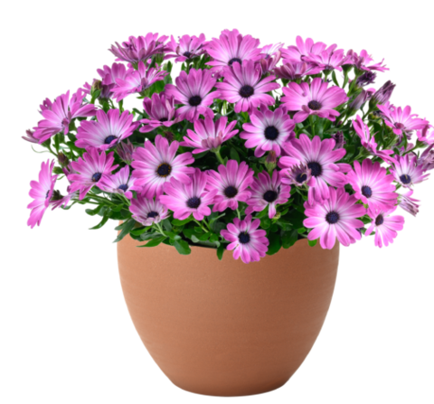 27109 Остеоспермум BESTIES Optimistic Pink (Весна 2026)