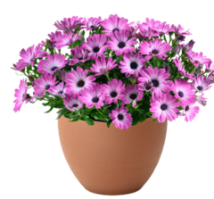 27109 Остеоспермум BESTIES Optimistic Pink (Весна 2026)