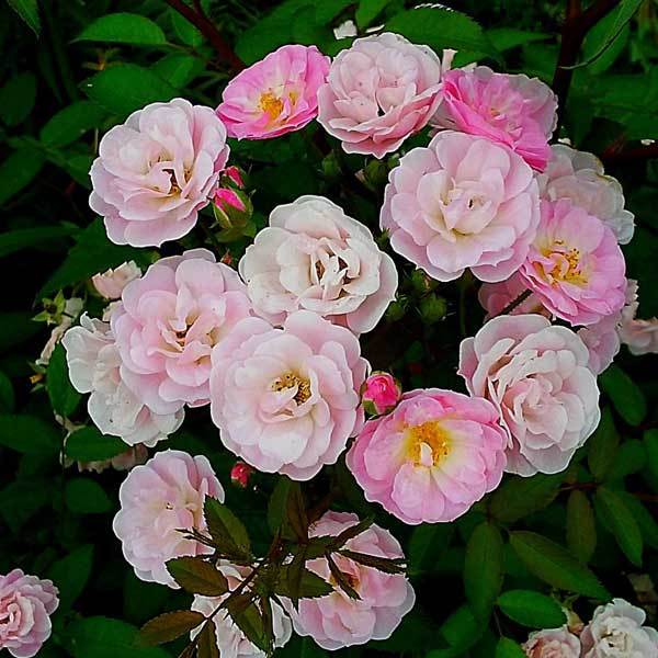 Роза мускусный гибрид Хевенли пинк "Heavenly Pink" - купить по выгодной цене