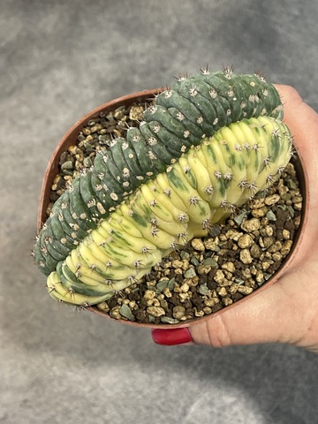 Трихоцереус Паханой Кристата Вариегата (4) d10