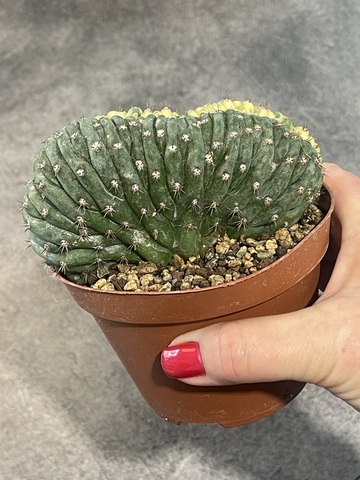 Трихоцереус Паханой Кристата Вариегата (4) d10