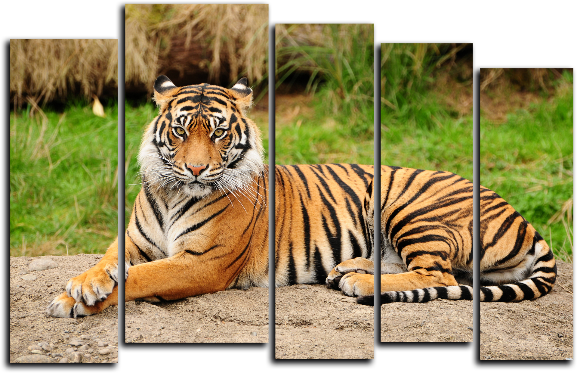 Модульная картина Грациозный тигр