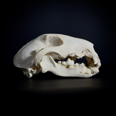 Череп собаки