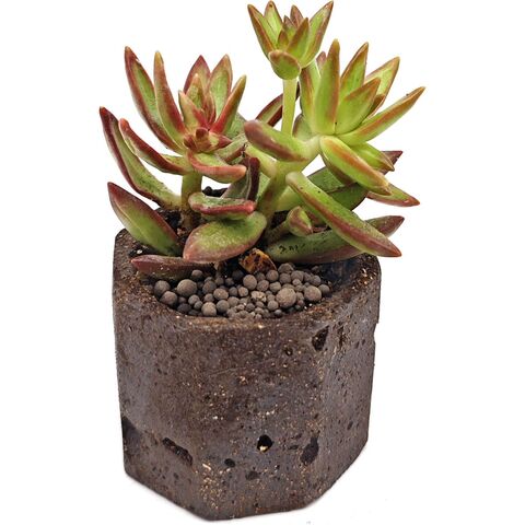 Суккулент Седум Нуссбаумера