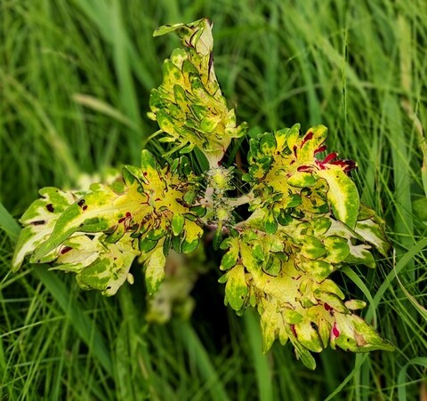 Без названия 12 колеус