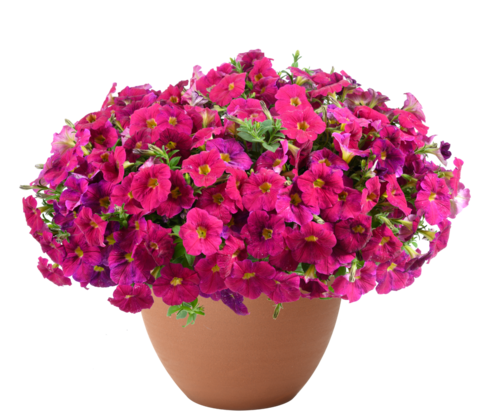 32501 Петуния CASCADIAS Romancero (Весна 2026)