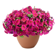 32501 Петуния CASCADIAS Romancero (Весна 2026)