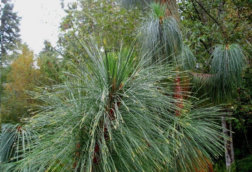 Семена Сосна Юннаньская Pinus yunnanensis