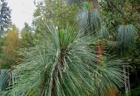 сСемена Сосна Юннаньская Pinus yunnanensis