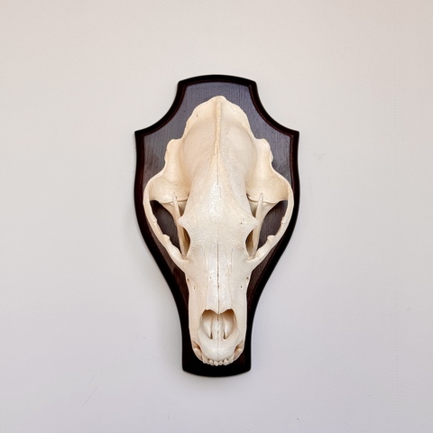 Череп медведя на медальоне