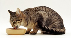 Pettric Natural Kitty Broth Series консервы для кошек, тунец с сардинами в бульоне (банка)