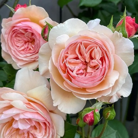 Э Шропшир Лэд (A Shropshire Lad)