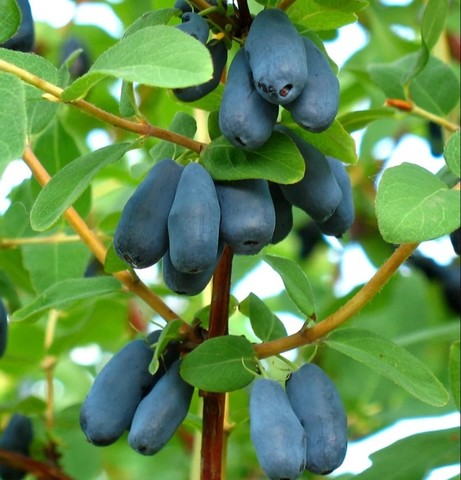 Жимолость Амфора