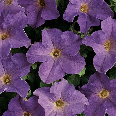 S6068 Петуния кустовая Grandiflora DREAMS SKY BLUE 100 шт.