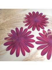 Молд пластиковый Б-20 лепестки универсальные