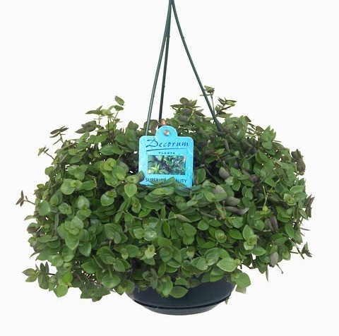 Каллизия подвесная