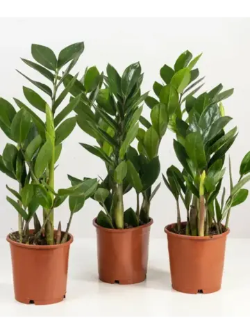 Замиокулькас Замиифолия d12