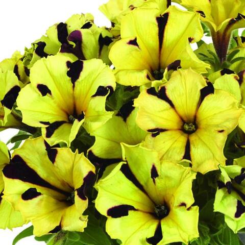 32564 Петуния GO!Tunia Tiger Stripe (Весна 2026)