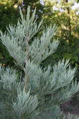 Саженцы секвойя гигантская Глаука Sequoiadendron giganteum Glauca