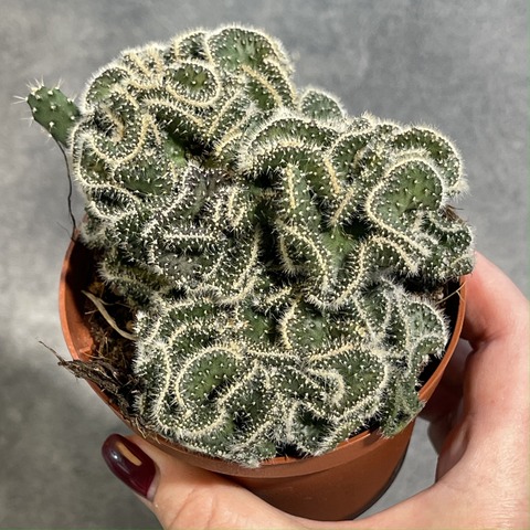 Опунция Туна Кристата d10