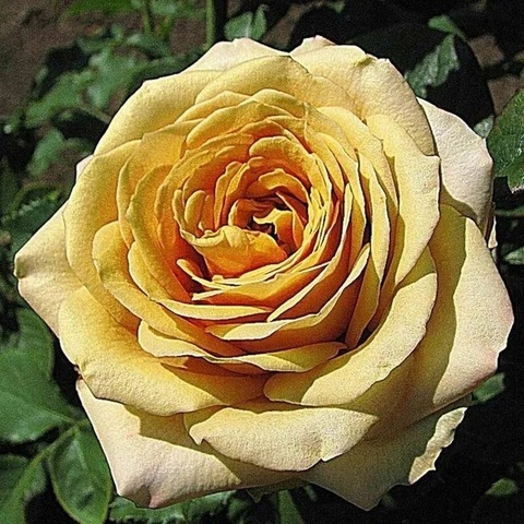 Голден Мустард (Golden Mustard)