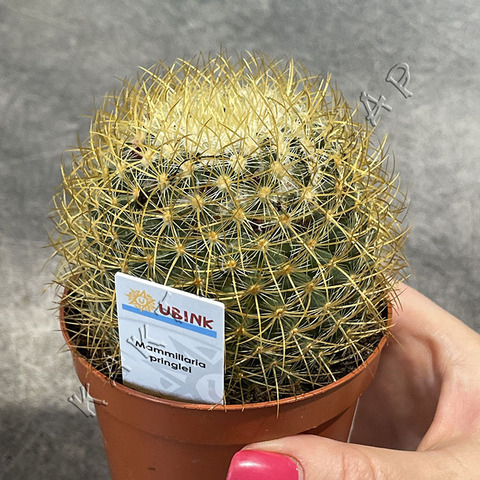 Маммиллярия Прингла d8