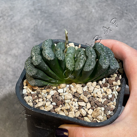 Хавортия Трунката Укишима d10