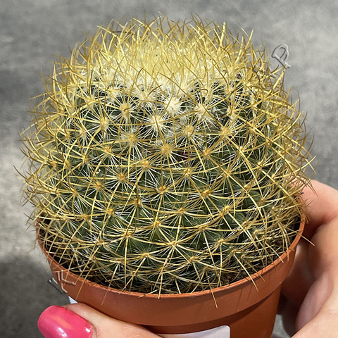 Маммиллярия Прингла d8