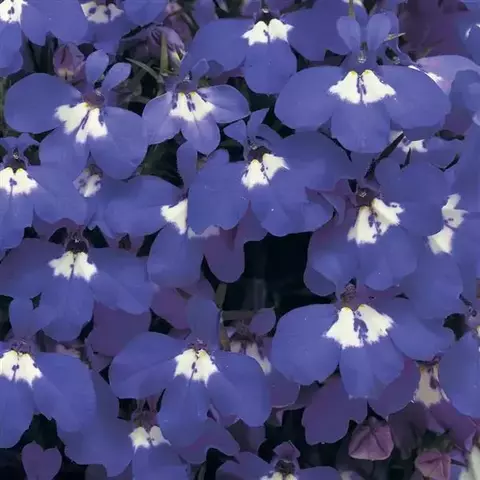 S4603 Лобелия RIVIERA BLUE EYES 1000 шт.