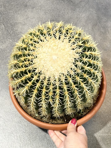 Эхинокактус Грузони Бревиспинус д30