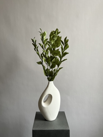 Рускус садовый стабилизированный зеленый