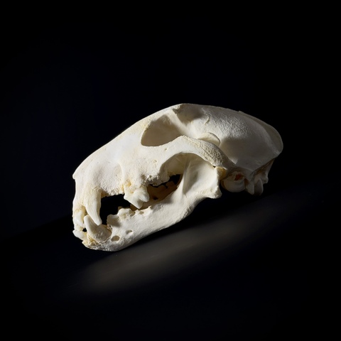 Череп собаки