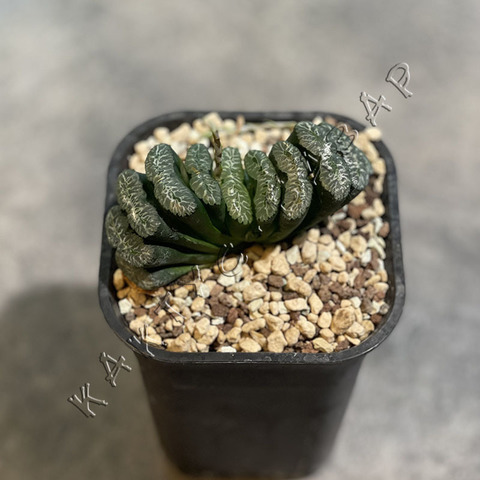 Хавортия Трунката Укишима d10