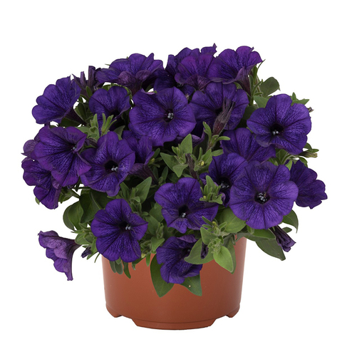 32302 Петуния POTUNIA PICCOLA COBALT BLUE (ВЕСНА 2025)