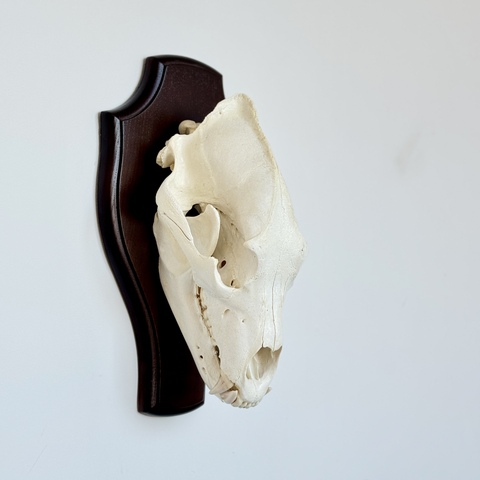 Череп медведя на медальоне