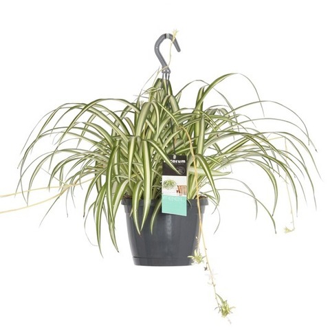 Хлорофитум 