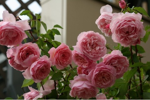 Соня Рикель (Sonia Rykiel)