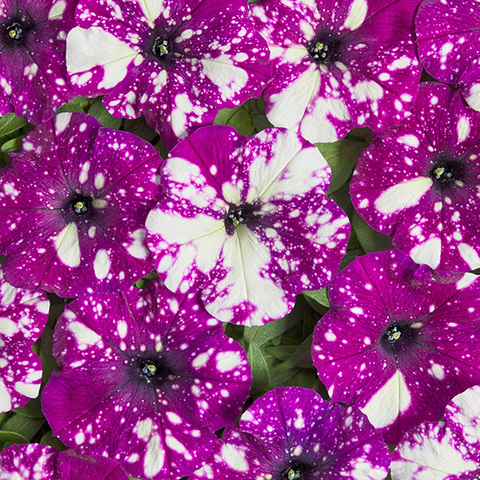 Петуния мультифлора Дот Стар Дарк Виолет