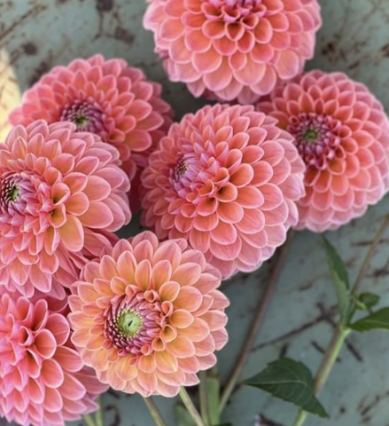 Георгин Натали Джи