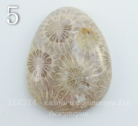 Кабошон Коралл (№5 (31х25 мм))