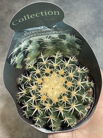 Эхинокактус Бревиспинус d10