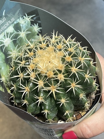 Эхинокактус Бревиспинус d10