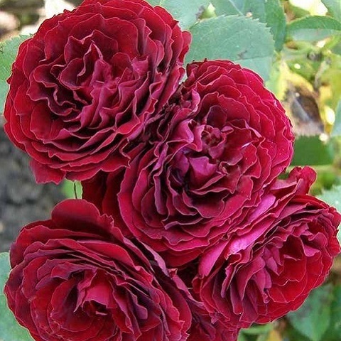 Роза флорибунда Red Sensation