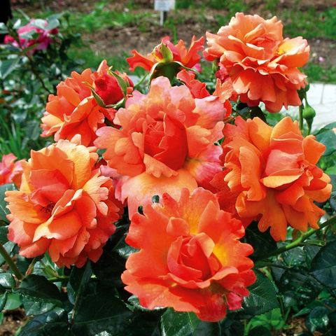 Изи Даз Ит(Easy Does It)