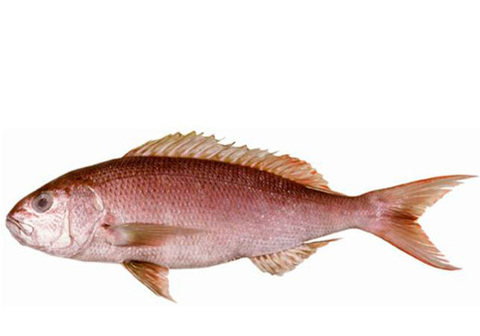 Бурый нитеперый снеппер охлажденный~2кг