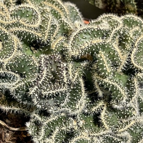 Опунция Туна Кристата d10