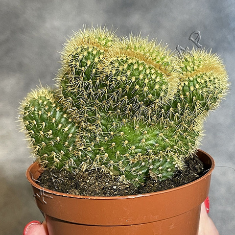 Хилдевинтера Ауреспина Кристата d8